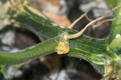 Orange-yellow frass being pushed out of an infested squash vine.